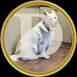 DOGE2