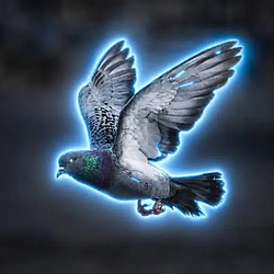 Pigeon