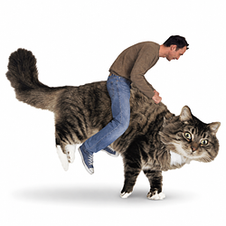 Soveka