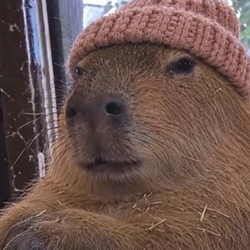 CAPYWIF