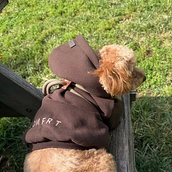 DIH