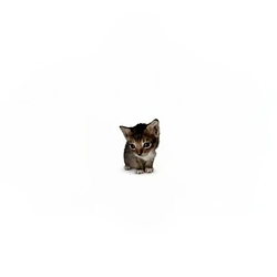 smol / SOL