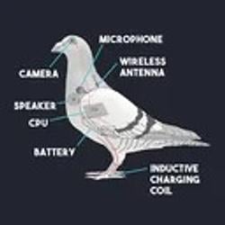 Pigeons