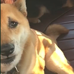 SHIBA