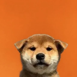 INU