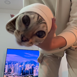 CatZooka