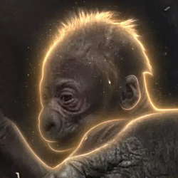 Usala