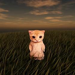 Polycat