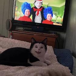 Catoween / SOL