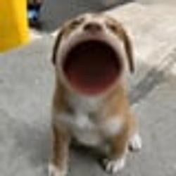 POPDOG / SOL