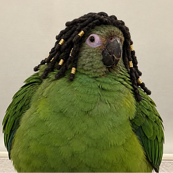 $BIRB
