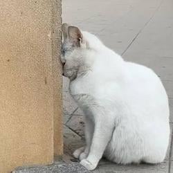 MOODCAT / SOL