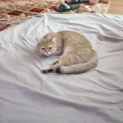 Rich Cat