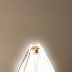 ghost inu