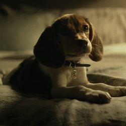 doggywick