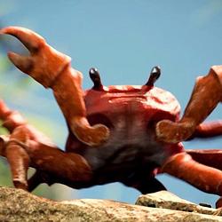 CRAB / SOL