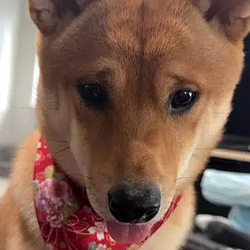 Kaiju