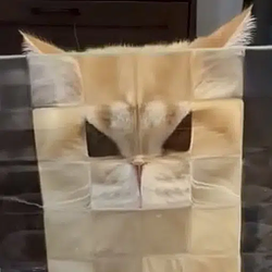 pixelcat