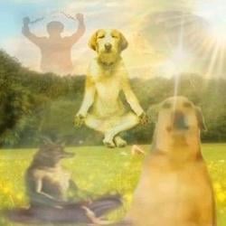 MANIFEST / SOL