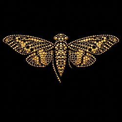 cicada