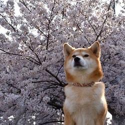 doge