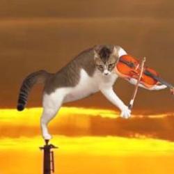 小猪唛 / BNB