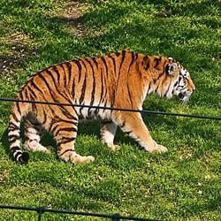 YORKTIGER