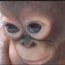 Budi