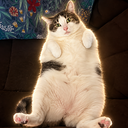 CHUDCAT