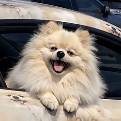 RAVI