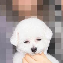 염미애
