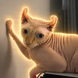 Ed