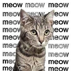meow