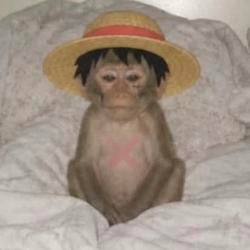monkypp