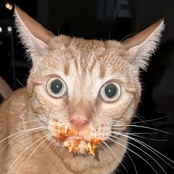Garfield / SOL