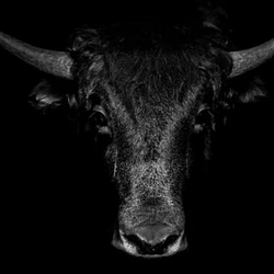 bullish