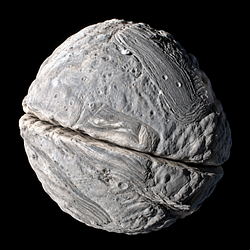 COSNUT