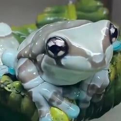 MFROG / USDG