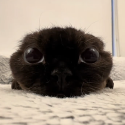 Chou
