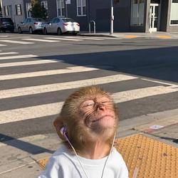 chill🐒
