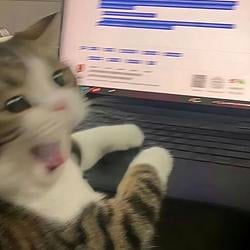 catonputer