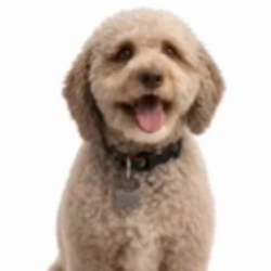 PET