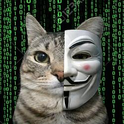 ANONCAT