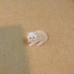 Smol