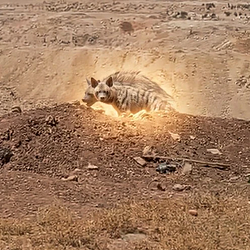 Hyena