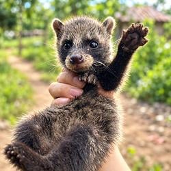 Tanuki