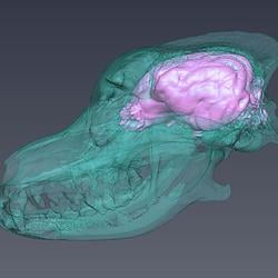 DOGBRAIN