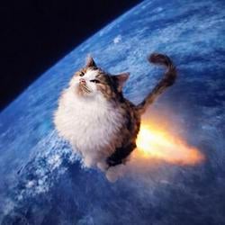 cat/acc