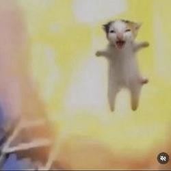 BoomCat / SOL