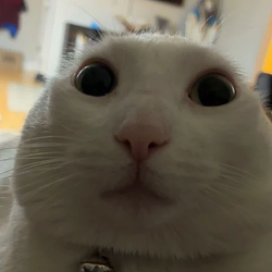OREO